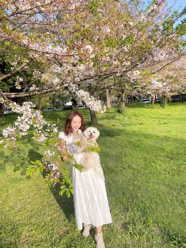 東京帶小狗避開人群的小眾賞櫻公園|||