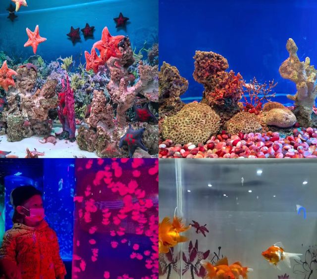 秦皇島週末溜娃拍照好去處|新澳海底世界 秦皇島週末溜娃拍照好去處|新澳海底世界