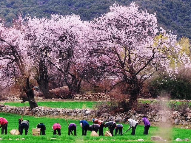 Spring Bliss in Tibet's Linzhi 🌸🏔️