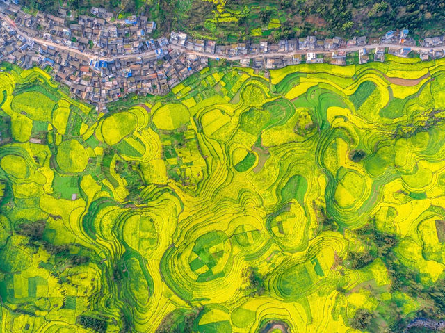 Spring Spectacle in Yunnan's Luoping 🌼🏞️