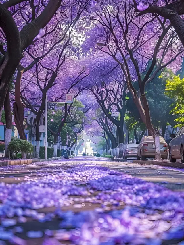 【昆明秘境】藍花楹盛開的夢幻之旅，春天必打卡！