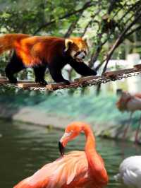 去秦嶺野生動物園這一篇就夠了全攻略