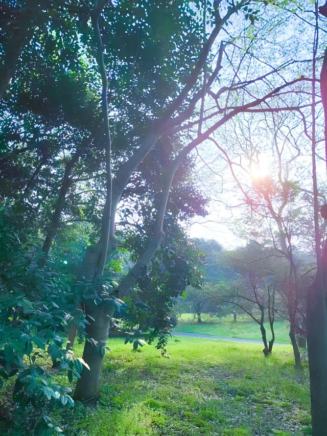 杭州植物園，夏日納涼的秘境之地，為你帶來一場清新之旅