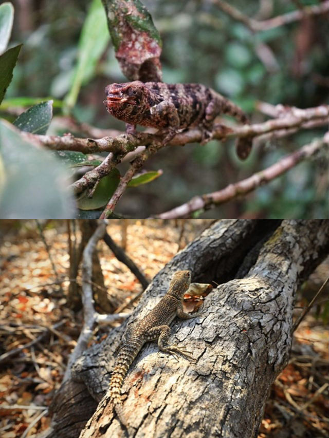 科靈迪自然保護區 探秘自然奇蹟，與野生動植物共舞