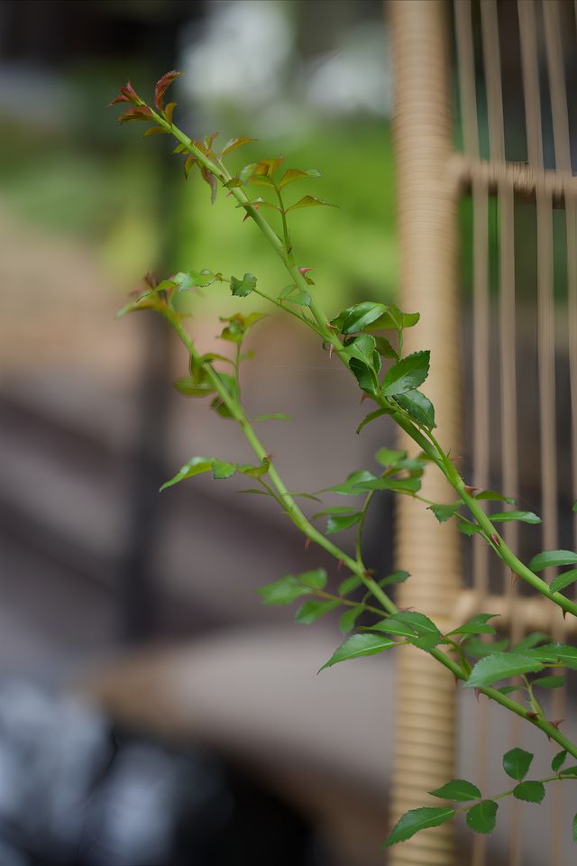 道班宿的晨昏日落，皆如畫