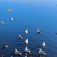 高原秘境四川花湖景區：自然絢爛圖卷與珍稀鳥類的天堂