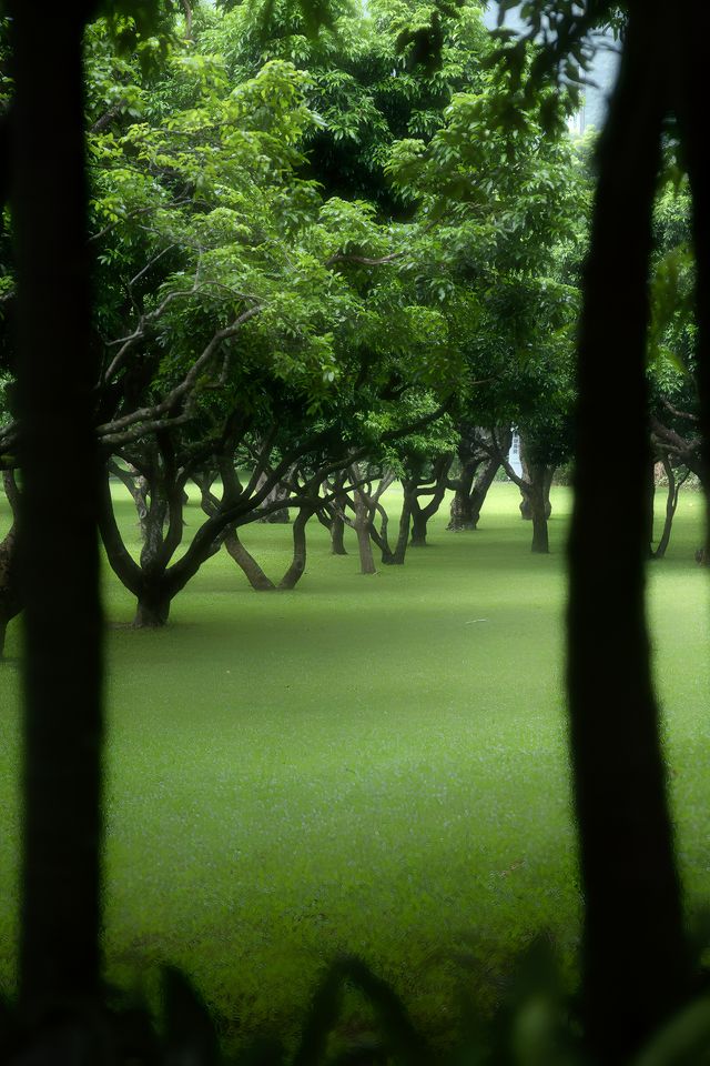 喺深圳｜落雨嘅日子令我悄悄躲入咗精神避難所～