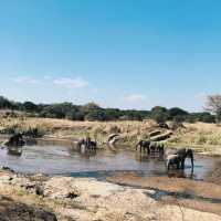 Tarangire national park wildlife 