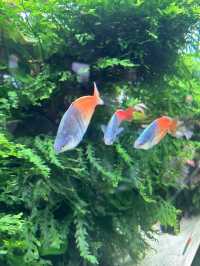 The Super Family Friendly Sumida Aquarium, The Wonders Of the Deep In Tokyo!