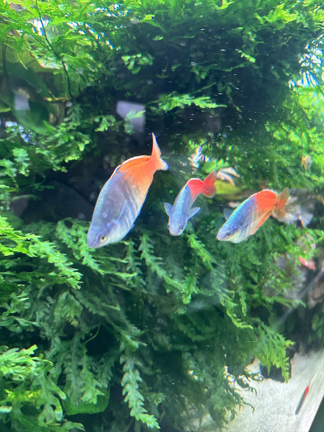 The Super Family Friendly Sumida Aquarium, The Wonders Of the Deep In Tokyo!