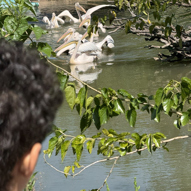 Splash, Soak, and Safari: Family Adventures at Nanjing's Ziqing Lake Splash, Soak, and Safari: Family Adventures at Nanjing's Ziqing Lake
