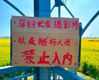 稻夢之境，田園奇景，一個不可以錯過的地方。