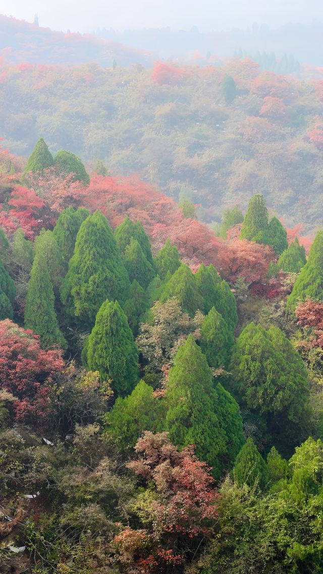 救命！發現一個鄭州附近最美紅葉觀賞地。