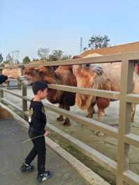 臨清東莞園親子樂園。