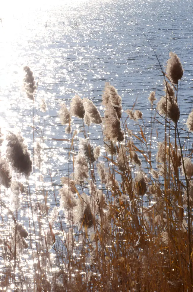 The Wild Duck Lake in Beijing is so beautiful in autumn!