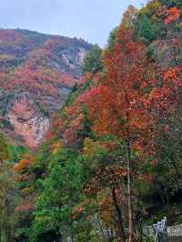 西狹頌紅葉盛景：秋韻中的歷史低吟