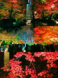 京都賞楓圖鑑：寶嚴院。