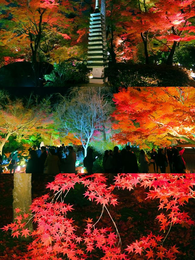 京都賞楓圖鑑：寶嚴院。