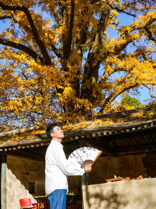 北京秋天任何人錯過這裡的銀杏都會遺憾。