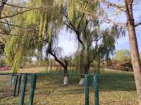 秋天裡的南海子公園。