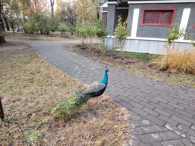 秋天裡的南海子公園。