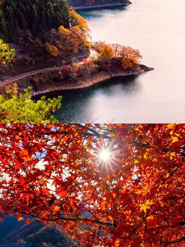 東京奧多摩紅葉‖湖畔賞秋旅遊打卡避坑攻略。