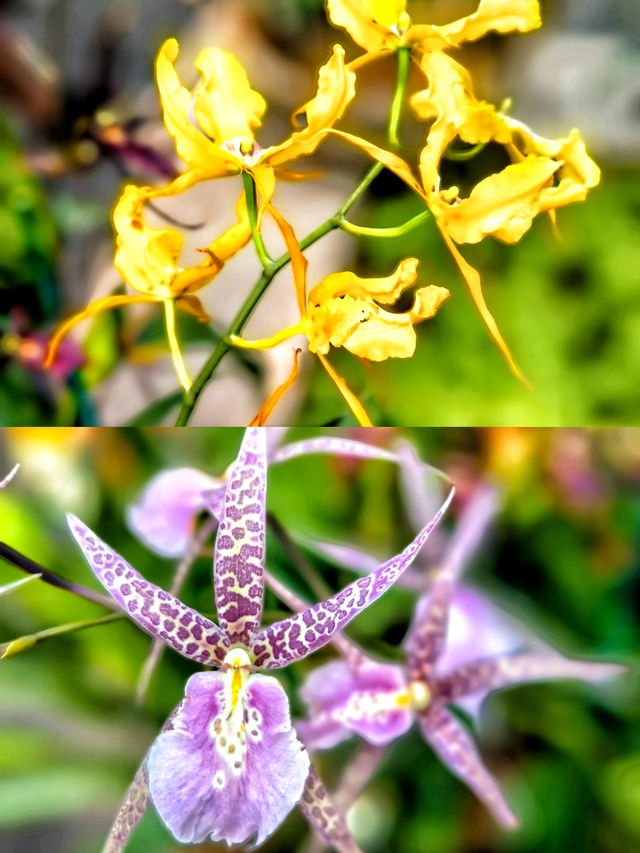 漫步愛麗絲仙境🫧亞特蘭大植物園。