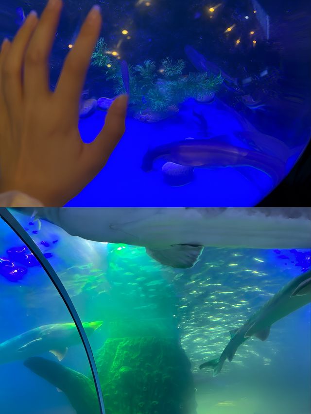 最後一天實習，打卡超讚撫遠魚博館！。