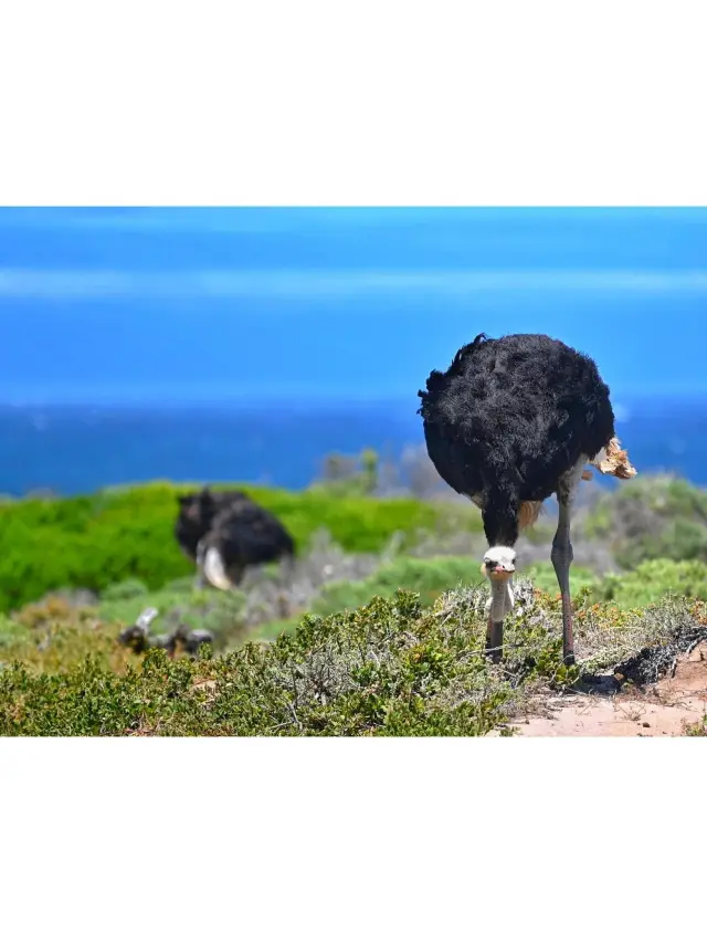 12-Day South Africa Tour: Super Practical Guide Revealed!