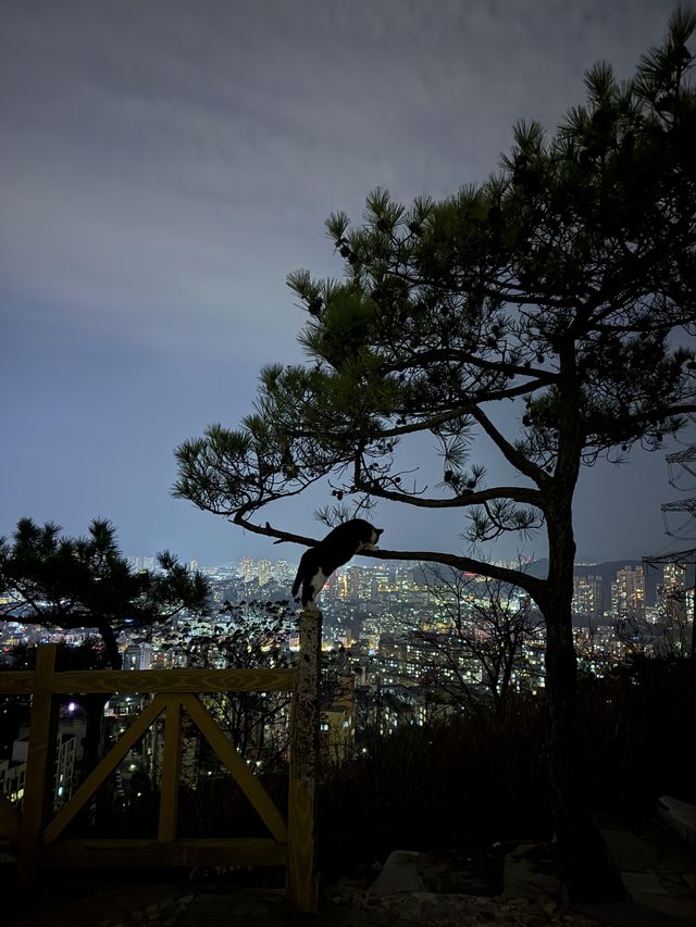 富國公園｜大連獨有的月光浪漫記憶！