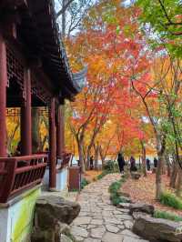 銀杏進入尾聲，秋霞圃的紅葉正當時