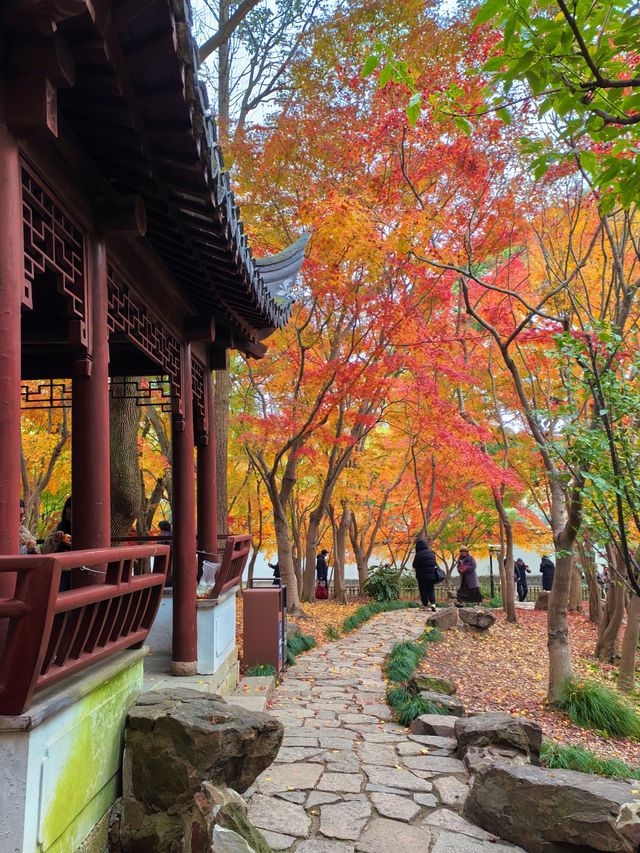 銀杏進入尾聲，秋霞圃的紅葉正當時