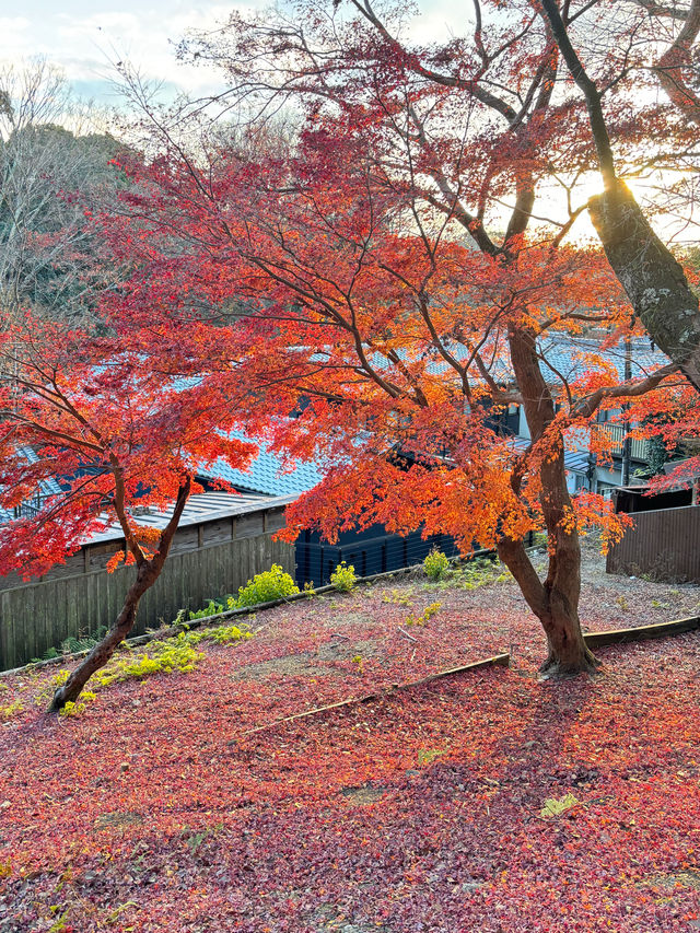 奈良公園除了可愛的小鹿，還有好看的楓葉