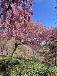 大理無量山·櫻花谷