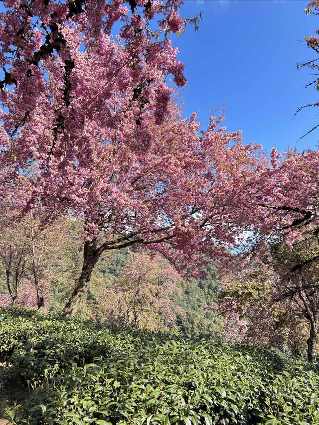 大理無量山·櫻花谷