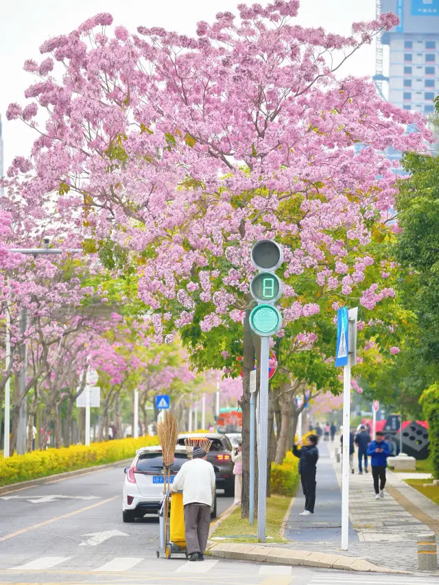 Already looking forward to the pink winter in Shenzhen, a beautiful winter check-in place