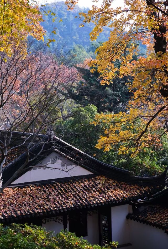 蘇州天平山，楓葉紅了