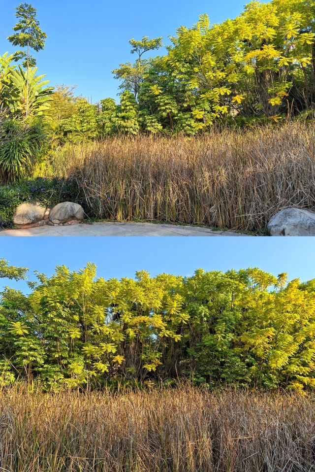 元謀鳳凰湖公園