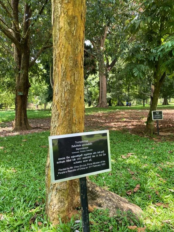 the Royal Botanical Gardens in Kandy, Sri Lanka