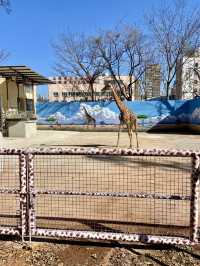 🦒🔥雲南昆明動物園｜是時候去看看可愛的動物了👀