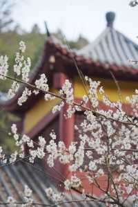 古驛道賞梅