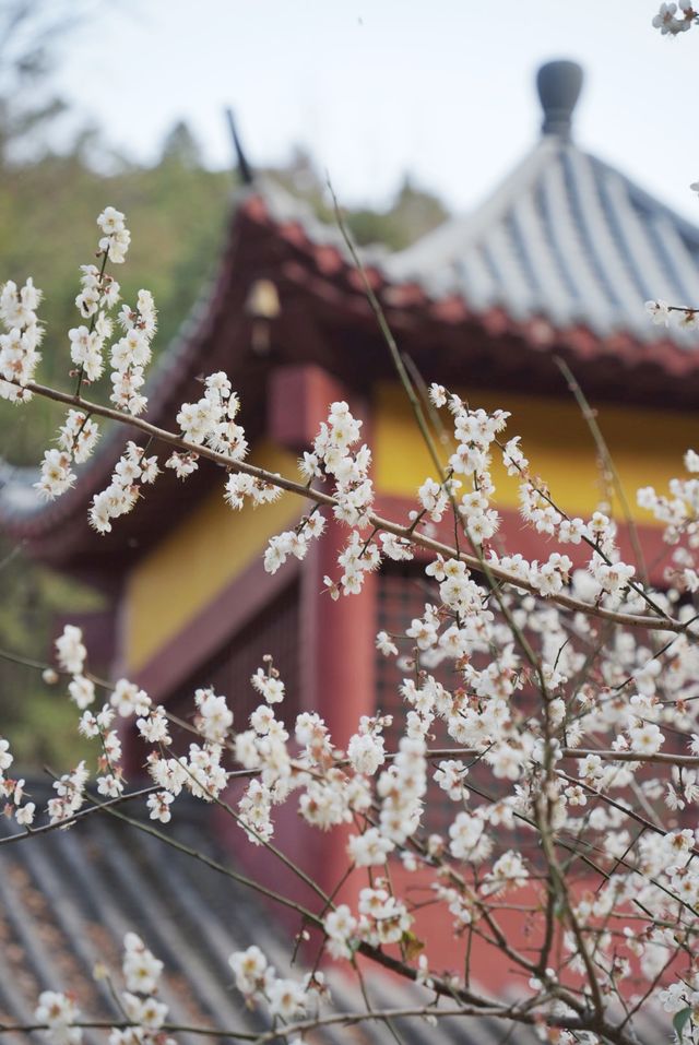 古驛道賞梅