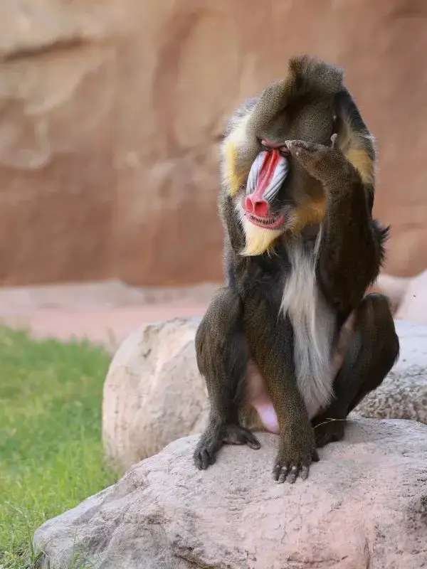 Exploring Phoenix Zoo in Arizona