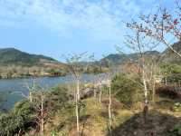 昌化江畔木棉賞花碼頭一一木棉紅景區