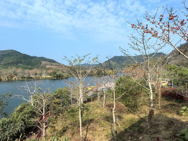 昌化江畔木棉賞花碼頭一一木棉紅景區