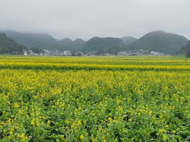 羅平油菜花海 | 金色海洋中的春日童話🫧