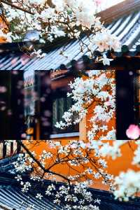 南京春日限定！靈谷寺白玉蘭超強攻略