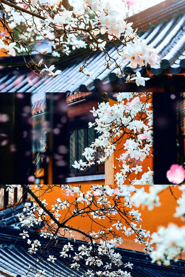 南京春日限定！靈谷寺白玉蘭超強攻略