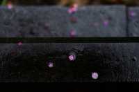 ⁰²¹⁵ 江南無所有，只是被淋了一身紅梅花瓣雨…