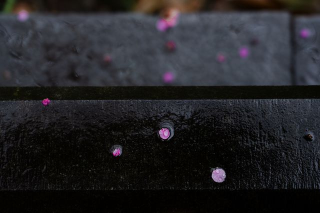⁰²¹⁵ 江南無所有，只是被淋了一身紅梅花瓣雨…